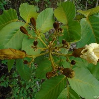 Fernandoa adenophylla (Wall. ex G.Don) Steenis